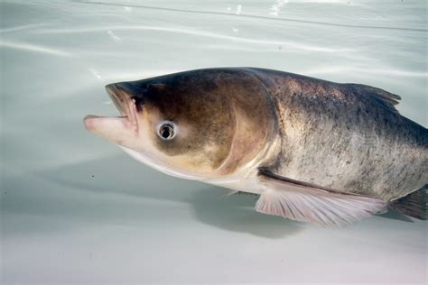 carp in tagalog|Translate 'Carp' into Tagalog .
